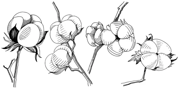 矢量棉 花卉植物花 野生春叶野花分离 包装图案 框架或边框的矢量野花 — 图库矢量图片