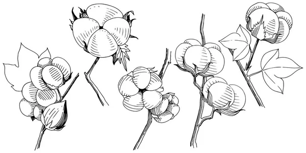 Διάνυσμα Βαμβάκι Floral Βοτανικό Λουλούδι Άγρια Άνοιξη Φύλλων Wildflower Απομονωμένη — Διανυσματικό Αρχείο