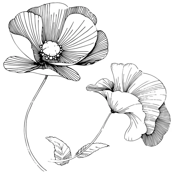 Vector Poppy Floral Botanische Bloem Wild Voorjaar Blad Wildflower Geïsoleerd — Stockvector