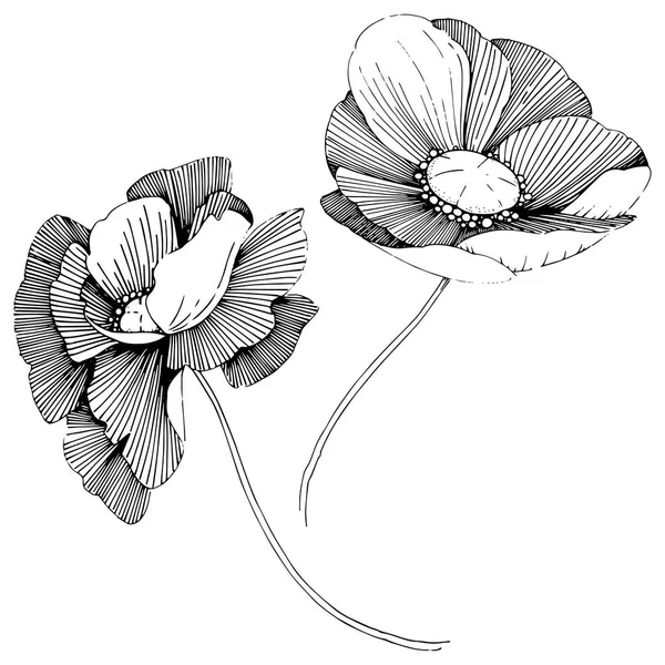 Vector Poppy Floral Botanische Bloem Wild Voorjaar Blad Wildflower Geïsoleerd — Stockvector