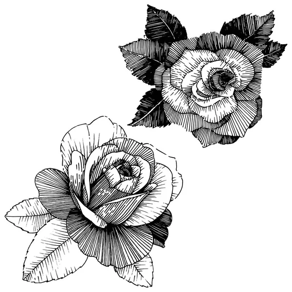 Векторные Розы Цветочный Ботанический Цветок Дикий Весенний Цветок Изолирован Векторный — стоковый вектор