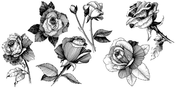 Rosas Vectoriales Flor Botánica Floral Flor Silvestre Hoja Primavera Aislada — Archivo Imágenes Vectoriales