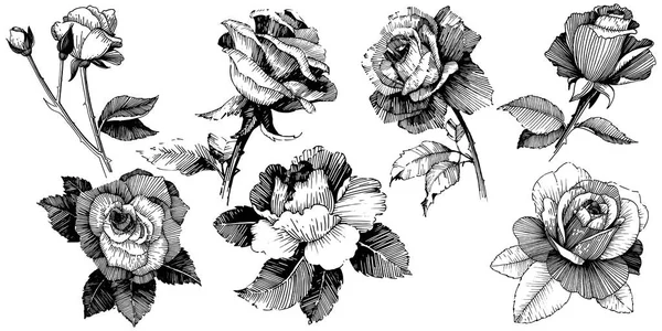 Rosas Vectoriales Flor Botánica Floral Flor Silvestre Hoja Primavera Aislada — Archivo Imágenes Vectoriales