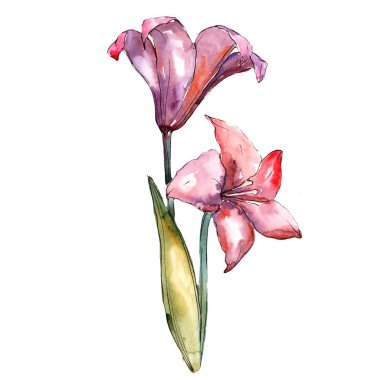 Pembe nergis zambağı. Botanik çiçek. Vahşi bahar yaprak izole kır çiçeği. Arka plan, doku, sarıcı desen, çerçeve veya kenarlık için Aquarelle kır çiçeği.