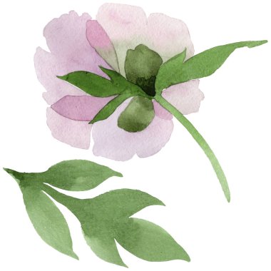 Yavaşça pembe peonies. Botanik çiçek. Vahşi bahar yaprak izole kır çiçeği. Arka plan, doku, sarıcı desen, çerçeve veya kenarlık için Aquarelle kır çiçeği.