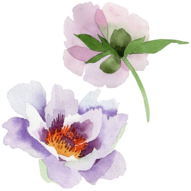 Yavaşça pembe peonies. Botanik çiçek. Vahşi bahar yaprak izole kır çiçeği. Arka plan, doku, sarıcı desen, çerçeve veya kenarlık için Aquarelle kır çiçeği.