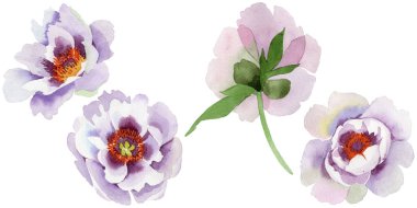Yavaşça pembe peonies. Botanik çiçek. Vahşi bahar yaprak izole kır çiçeği. Arka plan, doku, sarıcı desen, çerçeve veya kenarlık için Aquarelle kır çiçeği.