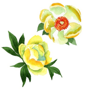 Sarı şakayık. Botanik çiçek. Vahşi bahar yaprak izole kır çiçeği. Arka plan, doku, sarıcı desen, çerçeve veya kenarlık için Aquarelle kır çiçeği.