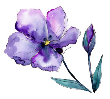 Menekşe keten. Botanik çiçek. Vahşi bahar yaprak izole kır çiçeği. Arka plan, doku, sarıcı desen, çerçeve veya kenarlık için Aquarelle kır çiçeği.