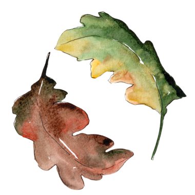 Meşe yaprağı. Yaprak bitki botanik bahçe çiçek yaprakları. Aquarelle yaprak için arka plan, doku, sarıcı desen, çerçeve veya kenarlık.