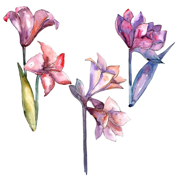 Pembe Nergis Zambağı Botanik Çiçek Vahşi Bahar Yaprak Izole Kır — Stok fotoğraf