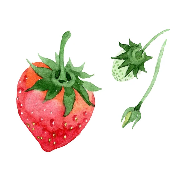 赤いイチゴ分離された水彩画の健康食品 果物の完全な名前 イチゴ テクスチャ ラッパー パターンまたはメニューの Aquarelle 野生の果実 — ストック写真