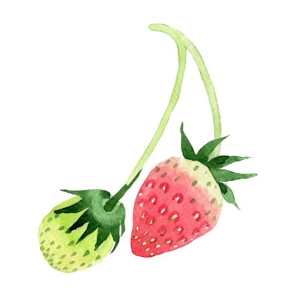 Röda Jordgubbar Hälsosam Mat Akvarell Stil Isolerade Fullständigt Namn Frukt — Stockfoto
