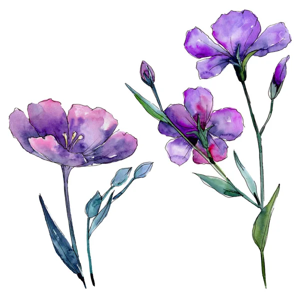 Veilchen Blütenbotanische Blume Wildes Frühlingsblatt Wildblume Isoliert Aquarell Wildblume Für — Stockfoto