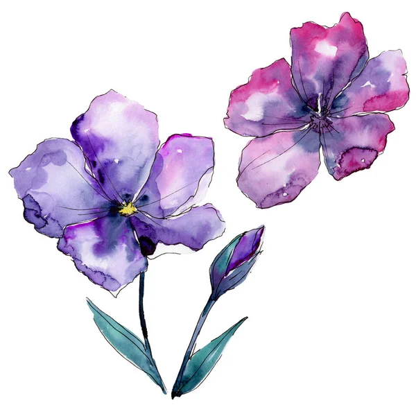 紫亚麻 花卉植物花 野生春叶野花分离 包装图案 框架或边框的水彩画野花 — 图库照片