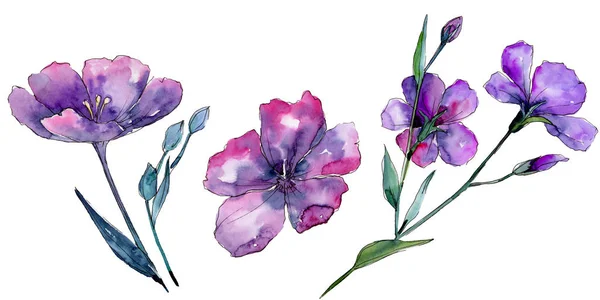 Фиолетовый Лен Цветочный Ботанический Цветок Дикий Весенний Цветок Изолирован Aquarelle — стоковое фото