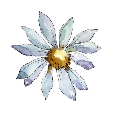 Beyaz papatya. Botanik çiçek. Vahşi bahar yaprak izole kır çiçeği. Arka plan, doku, sarıcı desen, çerçeve veya kenarlık için Aquarelle kır çiçeği.