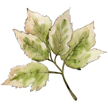 Akçaağaç izole bir suluboya tarzında bırakır. Aquarelle yaprak için arka plan, doku, sarıcı desen, çerçeve veya kenarlık.