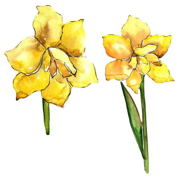 Gelbe Amaryllis Blütenbotanische Blume Wildes Frühlingsblatt Wildblume Isoliert Aquarell Wildblume — Stockfoto
