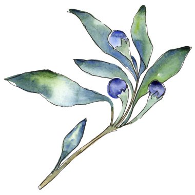 Mavi iğde izole bir suluboya tarzında bırakır. Aquarelle yaprak için arka plan, doku, sarıcı desen, çerçeve veya kenarlık.