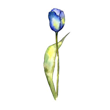 Mavi Lale. Botanik çiçek. Vahşi bahar yaprak izole kır çiçeği. Arka plan, doku, sarıcı desen, çerçeve veya kenarlık için Aquarelle kır çiçeği.