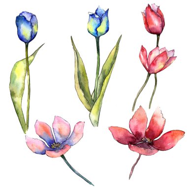 Renkli lale. Botanik çiçek. Vahşi bahar yaprak izole kır çiçeği. Arka plan, doku, sarıcı desen, çerçeve veya kenarlık için Aquarelle kır çiçeği.