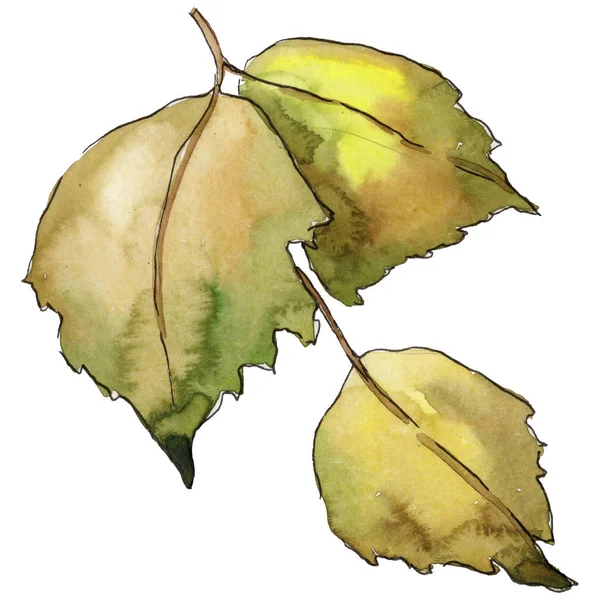 Laisse Bouleau Dans Style Aquarelle Isolé Feuille Aquarelle Pour Fond — Photo