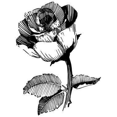 Vektör gül. Vahşi bahar yaprak izole kır çiçeği. Botanik çiçek. Arka plan, doku, sarıcı desen, çerçeve veya sınır vektör kır çiçeği.