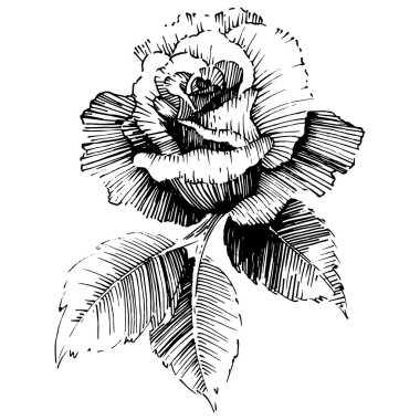 Vektör gül. Vahşi bahar yaprak izole kır çiçeği. Botanik çiçek. Arka plan, doku, sarıcı desen, çerçeve veya sınır vektör kır çiçeği.