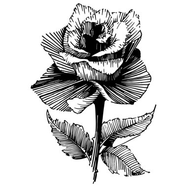 Vektör gül. Vahşi bahar yaprak izole kır çiçeği. Botanik çiçek. Arka plan, doku, sarıcı desen, çerçeve veya sınır vektör kır çiçeği.