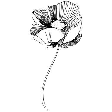 Vektör poppy. Botanik çiçek. Vahşi bahar yaprak izole kır çiçeği. Arka plan, doku, sarıcı desen, çerçeve veya sınır vektör kır çiçeği.