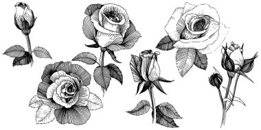 Vektör gül. Botanik çiçek. Vahşi bahar yaprak izole kır çiçeği. Arka plan, doku, sarıcı desen, çerçeve veya sınır vektör kır çiçeği.