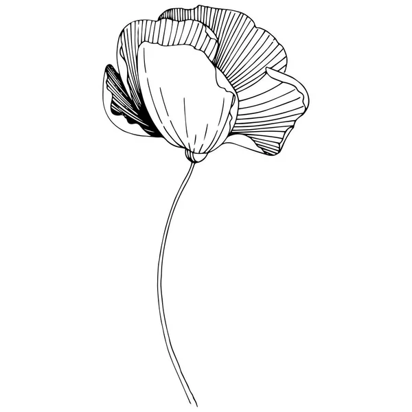 Wektor Poppy Botaniczny Kwiat Kwiatowy Wiosna Dzikiego Wildflower Liść Białym — Wektor stockowy