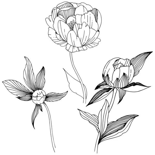 矢量牡丹 花卉植物花 野生春叶野花分离 包装图案 框架或边框的矢量野花 — 图库矢量图片