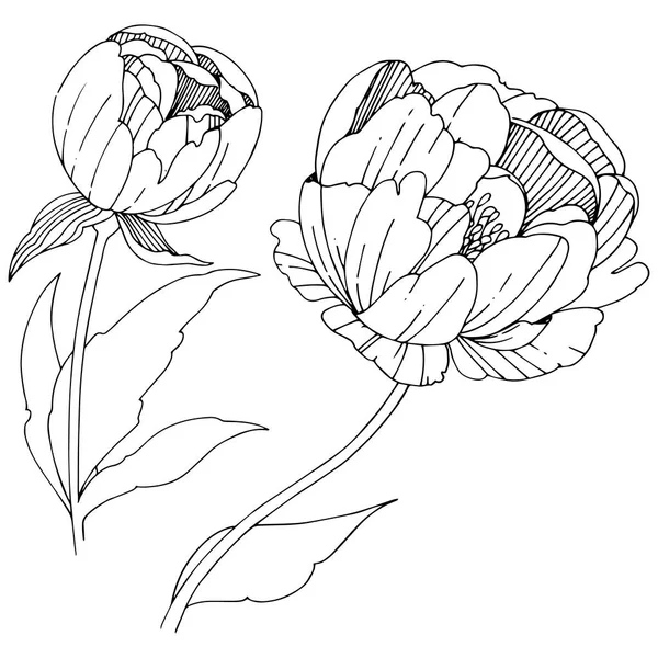 Векторне Півонія Квіткова Ботанічна Квітка Дикий Весняний Лист Ізольований Векторний — стоковий вектор
