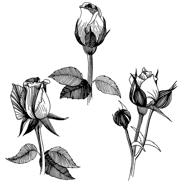 矢量玫瑰 花卉植物花 野生春叶野花分离 包装图案 框架或边框的矢量野花 — 图库矢量图片
