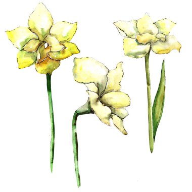 Sarı nergis zambağı. Botanik çiçek. Vahşi bahar yaprak izole kır çiçeği. Arka plan, doku, sarıcı desen, çerçeve veya kenarlık için Aquarelle kır çiçeği.