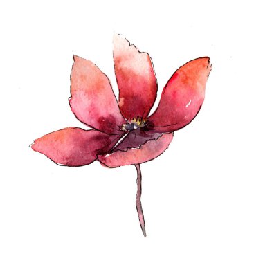 Kırmızı lale. Botanik çiçek. Vahşi bahar yaprak izole kır çiçeği. Arka plan, doku, sarıcı desen, çerçeve veya kenarlık için Aquarelle kır çiçeği.