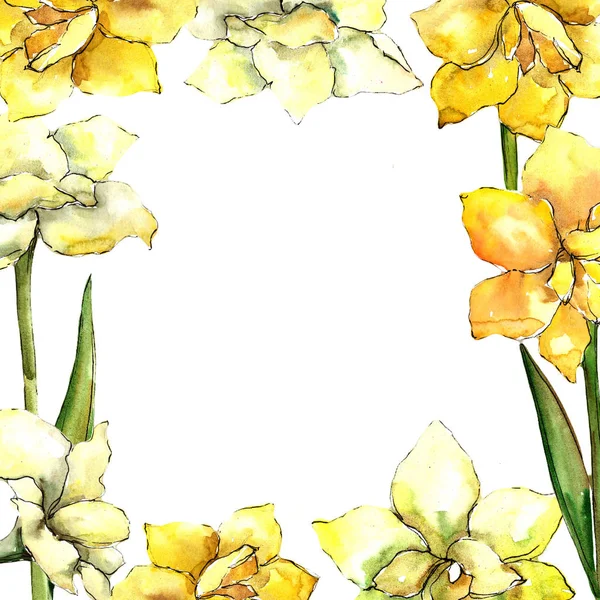 Amarilli Gialli Fiore Botanico Floreale Quadrato Ornamento Bordo Cornice Fiordaliso — Foto Stock