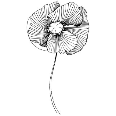 Vektör poppy. Botanik çiçek. Vahşi bahar yaprak izole kır çiçeği. Arka plan, doku, sarıcı desen, çerçeve veya sınır vektör kır çiçeği.