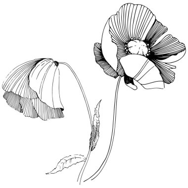 Vektör poppy. Botanik çiçek. Vahşi bahar yaprak izole kır çiçeği. Arka plan, doku, sarıcı desen, çerçeve veya sınır vektör kır çiçeği.