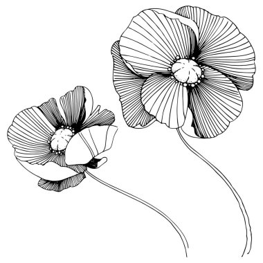 Vektör poppy. Botanik çiçek. Vahşi bahar yaprak izole kır çiçeği. Arka plan, doku, sarıcı desen, çerçeve veya sınır vektör kır çiçeği.