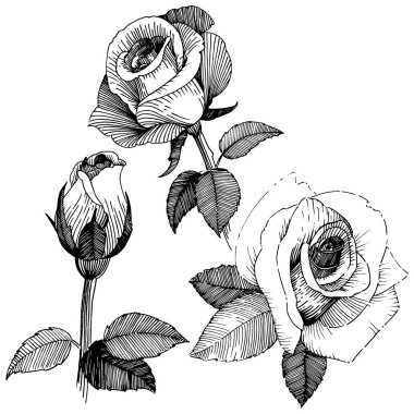 Vektör gül. Botanik çiçek. Vahşi bahar yaprak izole kır çiçeği. Arka plan, doku, sarıcı desen, çerçeve veya sınır vektör kır çiçeği.