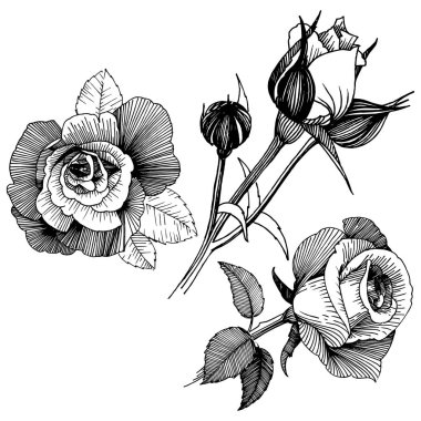 Vektör gül. Botanik çiçek. Vahşi bahar yaprak izole kır çiçeği. Arka plan, doku, sarıcı desen, çerçeve veya sınır vektör kır çiçeği.