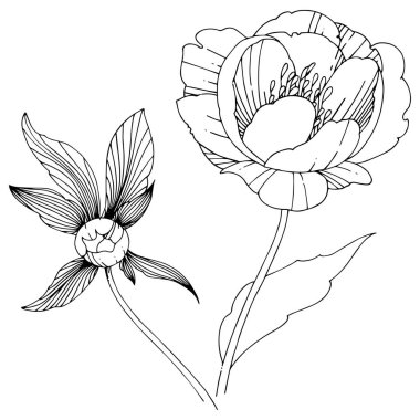 Vektör şakayık. Botanik çiçek. Vahşi bahar yaprak izole kır çiçeği. Arka plan, doku, sarıcı desen, çerçeve veya sınır vektör kır çiçeği.