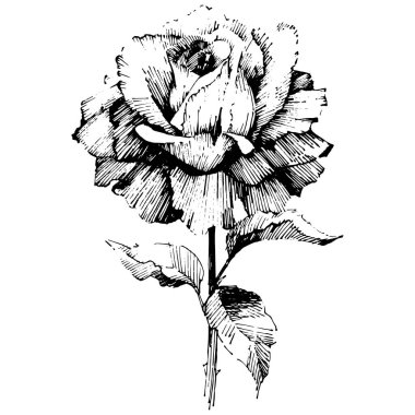 Vektör gül. Vahşi bahar yaprak izole kır çiçeği. Botanik çiçek. Arka plan, doku, sarıcı desen, çerçeve veya sınır vektör kır çiçeği.