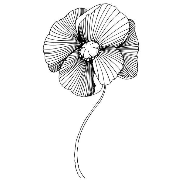 Векторный Мак Цветочный Ботанический Цветок Дикий Весенний Цветок Изолирован Векторный — стоковый вектор
