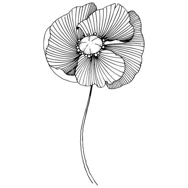 Vector Poppy Floral Botanische Bloem Wild Voorjaar Blad Wildflower Geïsoleerd — Stockvector