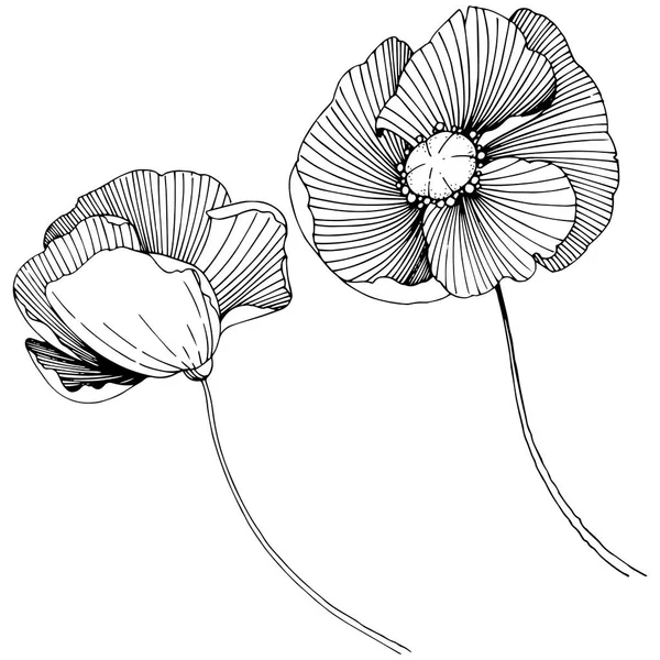 Vector Poppy Floral Botanische Bloem Wild Voorjaar Blad Wildflower Geïsoleerd — Stockvector