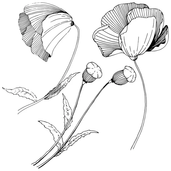 Διάνυσμα Παπαρούνας Floral Βοτανικό Λουλούδι Άγρια Άνοιξη Φύλλων Wildflower Απομονωμένη — Διανυσματικό Αρχείο